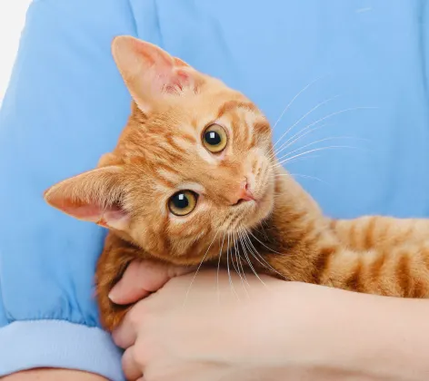 Tabby orange cat is being held by vet.